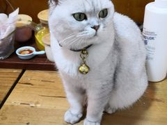 -李小姐の猫咖啡馆(五角场店)