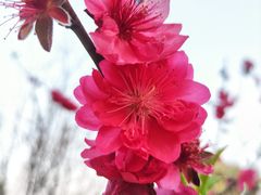 -中国科学院华南植物园
