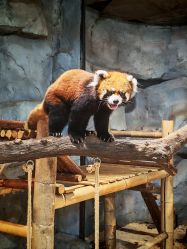 -Zoolung Zoolung动物主题公园(海信广场店)