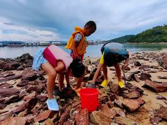 -广东惠东海龟国家级自然保护区