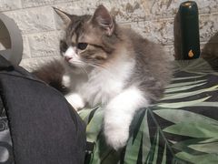 -平行世界·猫咖(首经贸店)
