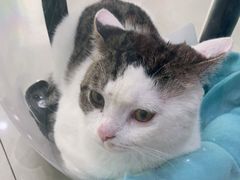 -佳雯宠物医院(金华南路分院)