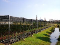 -上海长兴岛郊野公园