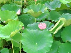 -荷塘月色湿地公园·向阳花洲
