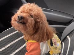 -安安宠医·臻爱宠物医院(簇锦北路分院)