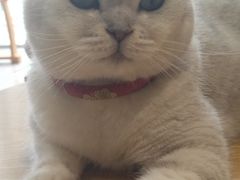 -藏猫猫咖啡主题馆(中央大道店)