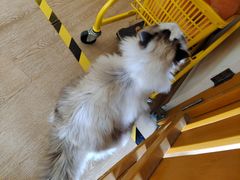 -南京Hallo宠物乐园·哈罗犬舍·柴犬繁育基地