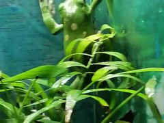 -上海大自然野生昆虫馆