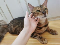 -李小姐の猫咖啡馆(五角场店)