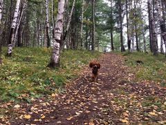 -塞罕坝国家级自然保护区