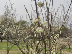 -蜀冈西峰生态公园