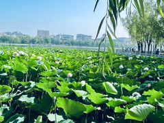 -莲花池公园