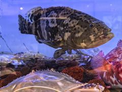 -章吴记喜瑞餐厅(东东城店)