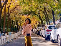 -三里屯东五街银杏大道