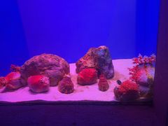 -上海海洋水族馆