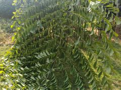 -西双版纳融创皇冠假日度假酒店