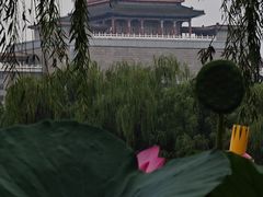 -莲花池公园