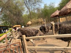 -北京野生动物园