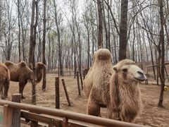 -北京野生动物园