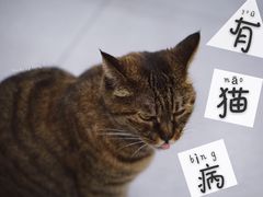 猫-砂锅李(九江路店)