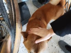 -喜柴咖啡·柴犬狗咖