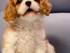 -萌宠之家·腊肠犬·马尔泰·小体犬舍