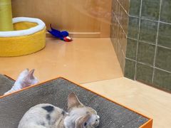 -帕帕拉兹宠物(亚洲旗舰店)