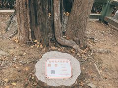 -上海佘山国家森林公园天马山园