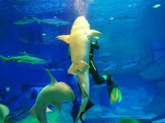 -海合安成都极地海洋公园
