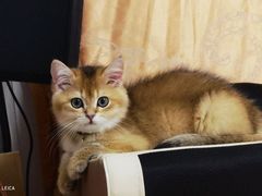 -屋虎猫馆(宝安大仟里店)