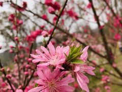 -常德桃花源景区