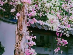 -深圳国际园林花卉博览园