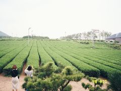 -雪绿茶博物馆