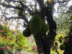 -海南热带雨林国家公园吊罗山景区