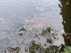 -深圳仙湖植物园