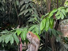 -吉隆坡雀鸟公园