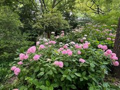 -上海鲜花港