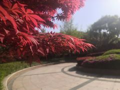 -高东镇樱花园