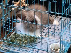 -志龙皇冠吃货椰子铺