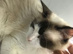 -喵的天空名猫咖啡馆·撸猫·猫舍·用品