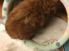 -佳怡动物医院·平价24小时·猫专科骨外科
