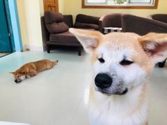 -喜柴咖啡·柴犬狗咖