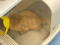 -北京赛佳动物医院