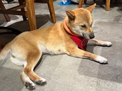 -more than meow吴止猫主题餐厅(承德 中船汇店)