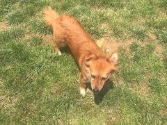 -趣玩宠物乐园寄养训犬训狗游泳池