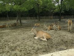 -野生动物园-停车场