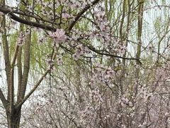 -春风习习
