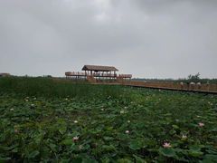 -白洋淀景区