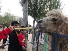 -长白岛森林公园