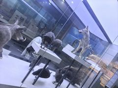 -国家自然博物馆